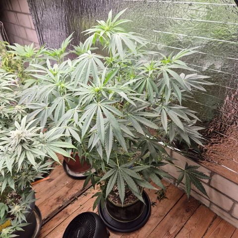 Ice cream cake 🍰 & permanent marker🖊(65-73bt) growlog timeline photo