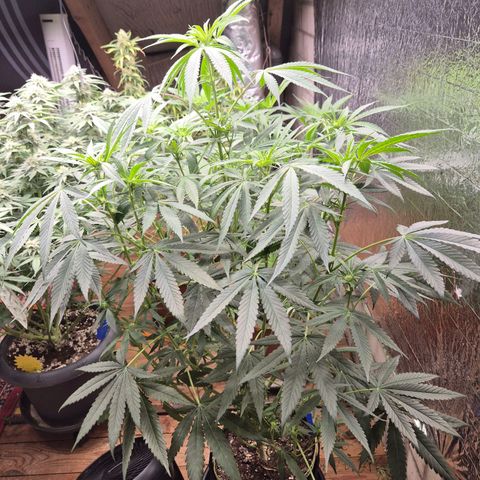Ice cream cake 🍰 & permanent marker🖊(65-73bt) growlog timeline photo