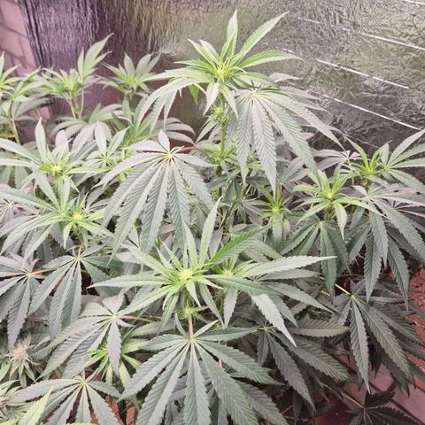 Ice cream cake 🍰 & permanent marker🖊(65-73bt) growlog timeline photo