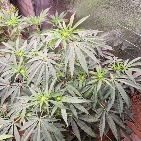 Ice cream cake 🍰 & permanent marker🖊(65-73bt) growlog timeline photo