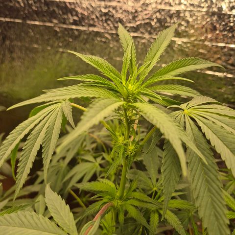 Ice cream cake 🍰 & permanent marker🖊(65-73bt) growlog timeline photo