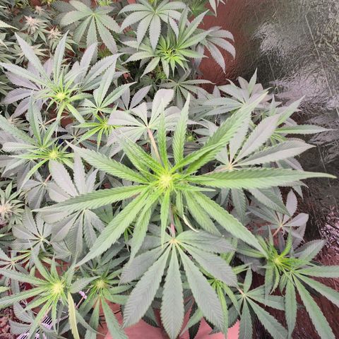Ice cream cake 🍰 & permanent marker🖊(65-73bt) growlog timeline photo