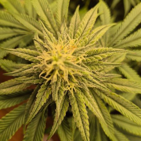 WTF- Königin Mimosa evo 👑👑👑 (65-70bt) growlog timeline photo