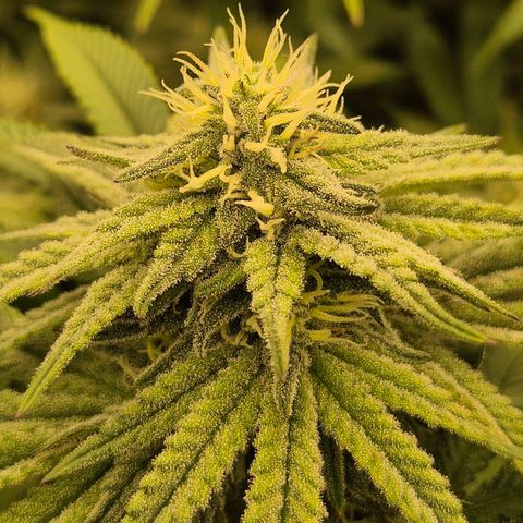 WTF- Königin Mimosa evo 👑👑👑 (65-70bt) growlog timeline photo