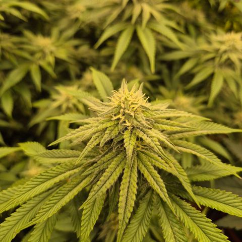 WTF- Königin Mimosa evo 👑👑👑 (65-70bt) growlog timeline photo