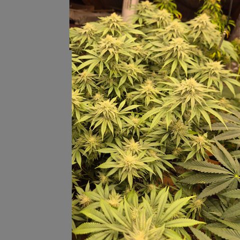WTF- Königin Mimosa evo 👑👑👑 (65-70bt) growlog timeline photo