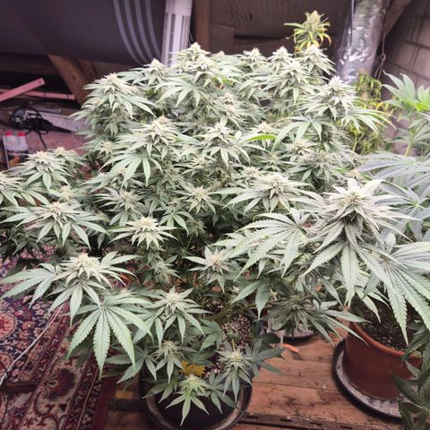 WTF- Königin Mimosa evo 👑👑👑 (65-70bt) growlog timeline photo
