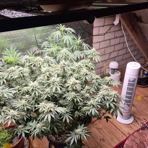 WTF- Königin Mimosa evo 👑👑👑 (65-70bt) growlog timeline photo