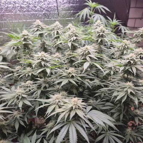 WTF- Königin Mimosa evo 👑👑👑 (65-70bt) growlog timeline photo