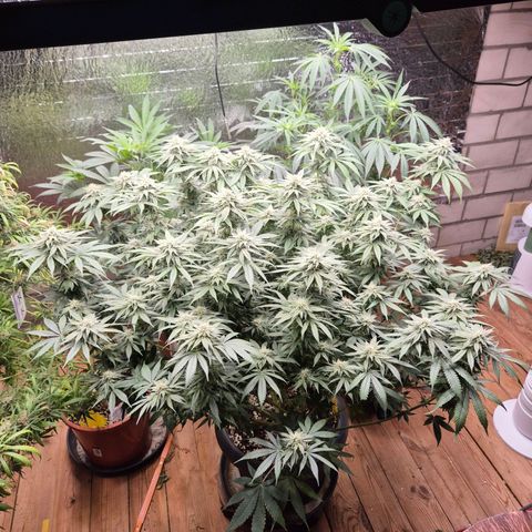 WTF- Königin Mimosa evo 👑👑👑 (65-70bt) growlog timeline photo
