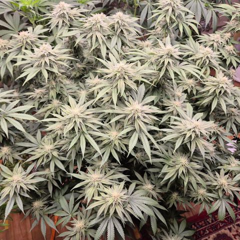 WTF- Königin Mimosa evo 👑👑👑 (65-70bt) growlog timeline photo