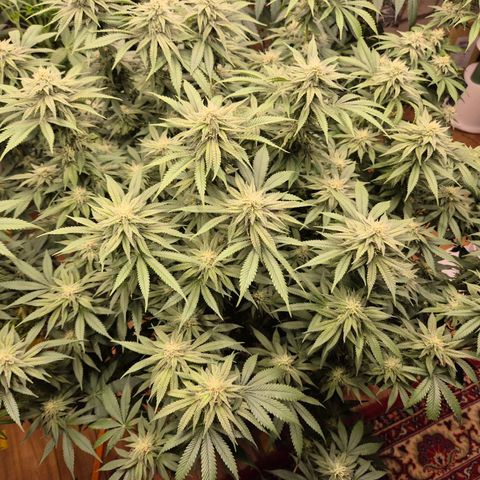 WTF- Königin Mimosa evo 👑👑👑 (65-70bt) growlog timeline photo