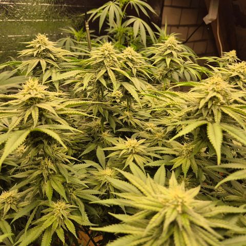 WTF- Königin Mimosa evo 👑👑👑 (65-70bt) growlog timeline photo