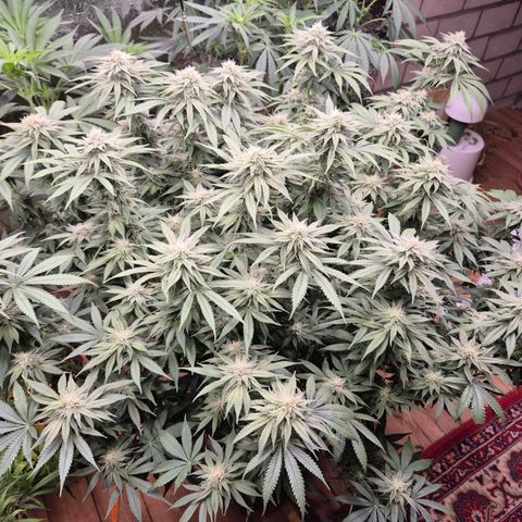 WTF- Königin Mimosa evo 👑👑👑 (65-70bt) growlog timeline photo