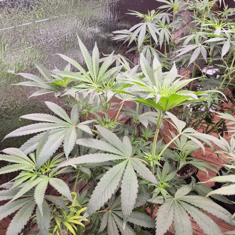 ICE 💚🧊 (63-70bt) growlog timeline photo