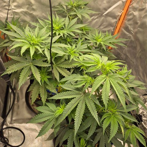 Tangerine dream 🌴 (60-65bt)  growlog timeline photo