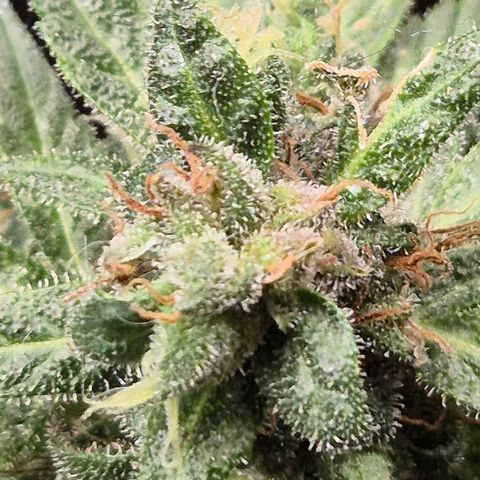 Anna, CBD (49-56BT/77- 84 Tage nach Keimung) growlog timeline photo