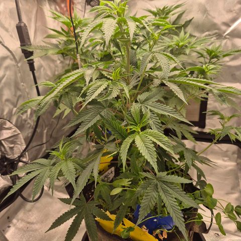 Mimosa evo stecki  🍊🍋🍍 (65-70bt) growlog photo: Entlaubt