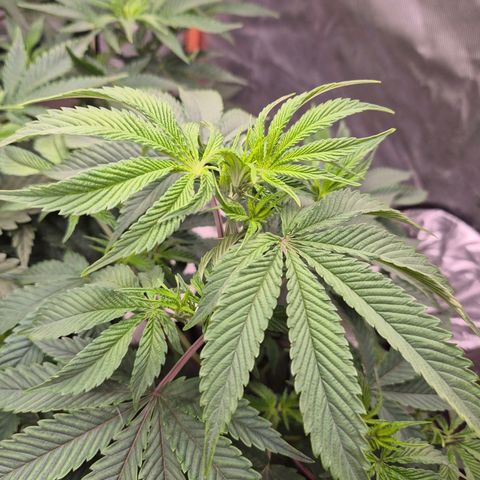 Mimosa evo stecki  🍊🍋🍍 (65-70bt) growlog timeline photo