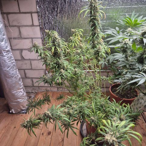 Afghani #1 (45-50bt) growlog photo: Rest