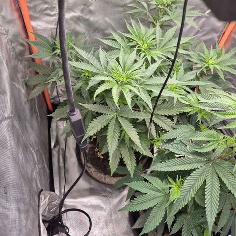 Tangerine dream 🌴 (60-65bt)  growlog timeline photo