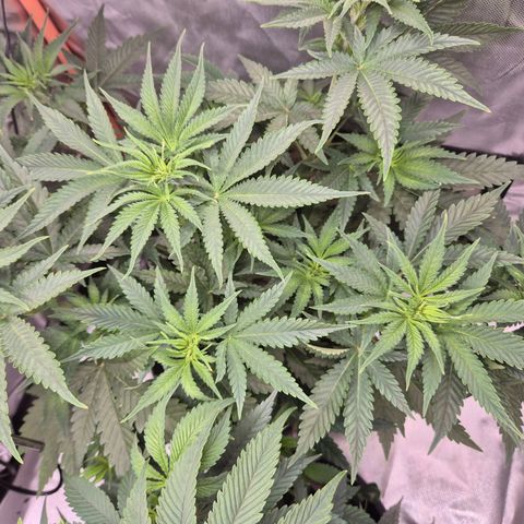 Tangerine dream 🌴 (60-65bt)  growlog timeline photo