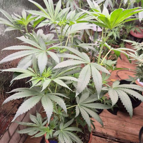 ICE 💚🧊 (63-70bt) growlog timeline photo