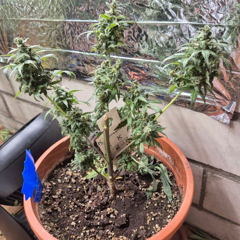 Anna, CBD (49-56BT/77- 84 Tage nach Keimung) growlog timeline photo