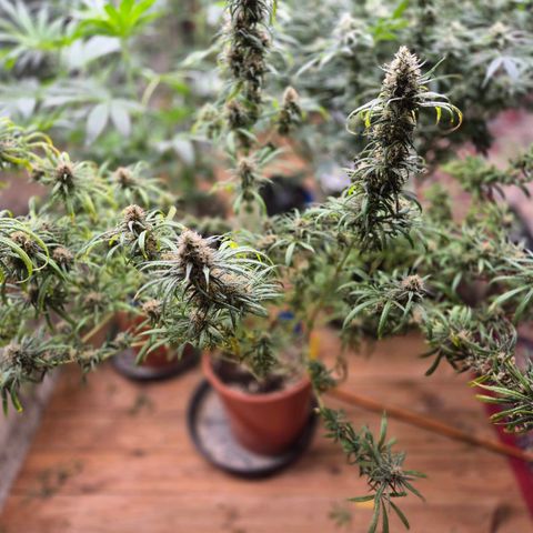 Afghani #1 (45-50bt) growlog photo: Rest