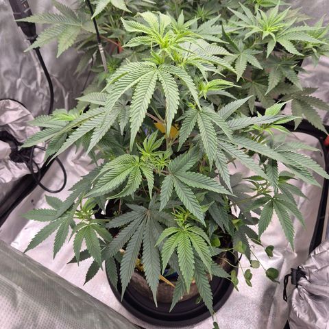 Mimosa evo stecki  🍊🍋🍍 (65-70bt) growlog timeline photo