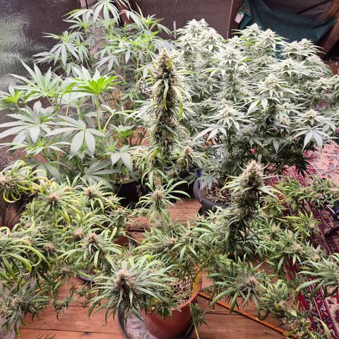 Afghani #1 (45-50bt) growlog photo: Rest