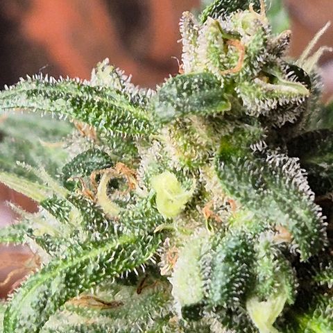 Anna, CBD (49-56BT/77- 84 Tage nach Keimung) growlog timeline photo