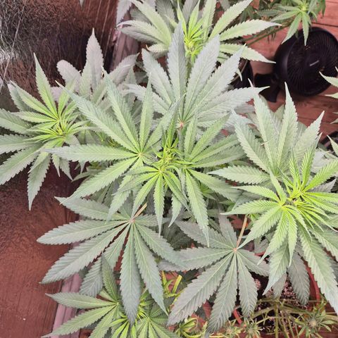 ICE 💚🧊 (63-70bt) growlog timeline photo