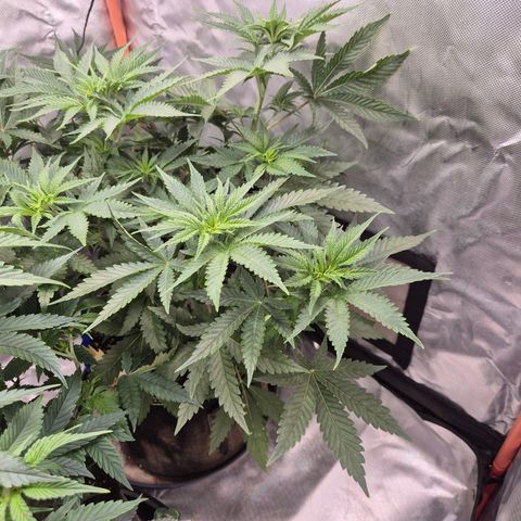 Tangerine dream 🌴 (60-65bt)  growlog timeline photo