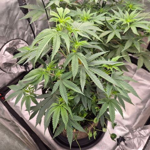 Mimosa evo stecki  🍊🍋🍍 (65-70bt) growlog timeline photo