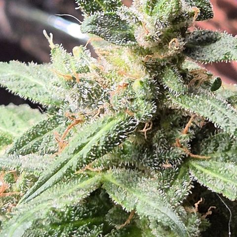 Anna, CBD (49-56BT/77- 84 Tage nach Keimung) growlog timeline photo