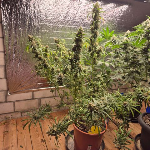 Afghani #1 (45-50bt) growlog photo: Rest