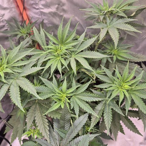 Tangerine dream 🌴 (60-65bt)  growlog timeline photo