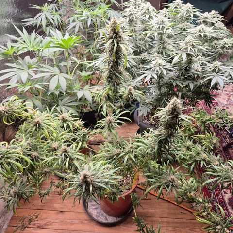 Afghani #1 (45-50bt) growlog photo: Rest