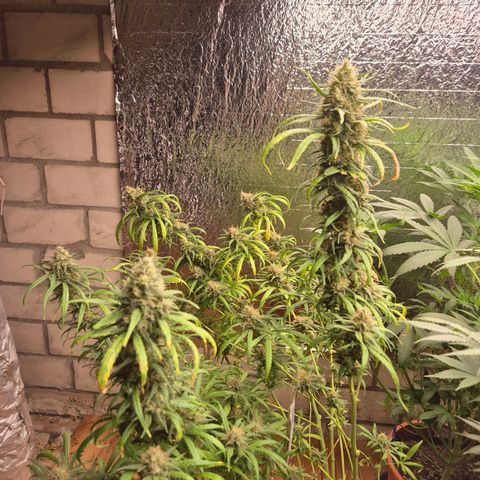 Afghani #1 (45-50bt) growlog photo: Rest