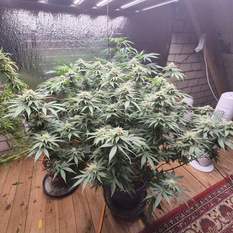 WTF- Königin Mimosa evo 👑👑👑 (65-70bt) growlog timeline photo