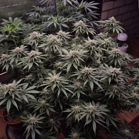 WTF- Königin Mimosa evo 👑👑👑 (65-70bt) growlog timeline photo