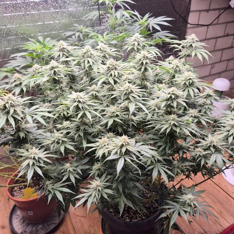 WTF- Königin Mimosa evo 👑👑👑 (65-70bt) growlog timeline photo