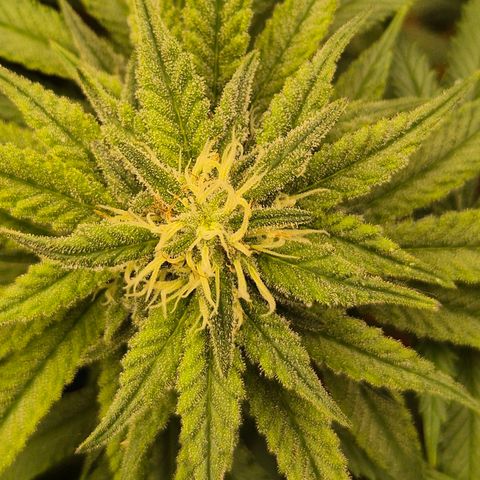 WTF- Königin Mimosa evo 👑👑👑 (65-70bt) growlog timeline photo