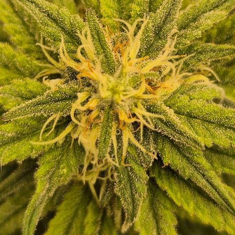 WTF- Königin Mimosa evo 👑👑👑 (65-70bt) growlog timeline photo
