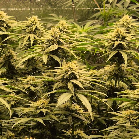 WTF- Königin Mimosa evo 👑👑👑 (65-70bt) growlog timeline photo