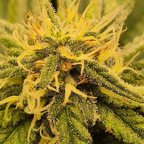 WTF- Königin Mimosa evo 👑👑👑 (65-70bt) growlog timeline photo