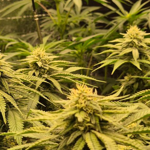 WTF- Königin Mimosa evo 👑👑👑 (65-70bt) growlog timeline photo