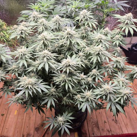 WTF- Königin Mimosa evo 👑👑👑 (65-70bt) growlog timeline photo