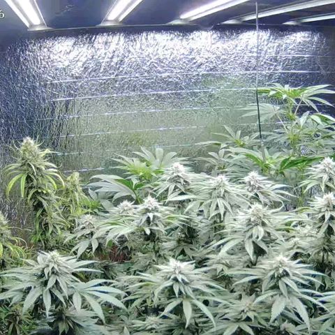 WTF- Königin Mimosa evo 👑👑👑 (65-70bt) growlog timeline photo